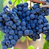 About Mourvedre Red Wine